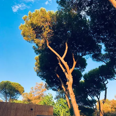 فيلة Pineda 38